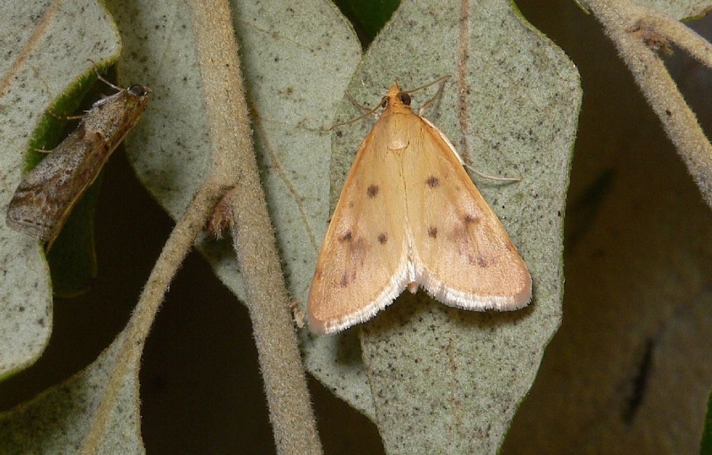 Achyra nudalis